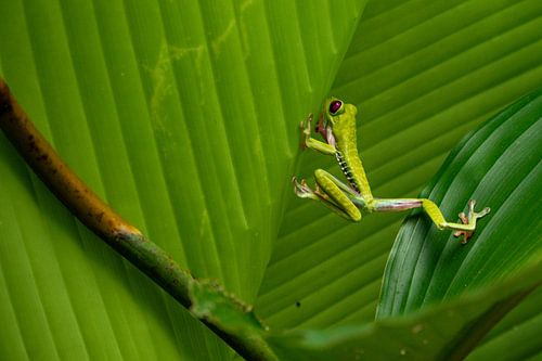 Red-eyed tree frog