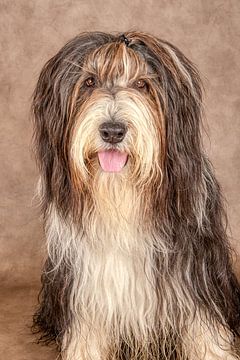 Bearded Collie by Tony Wuite