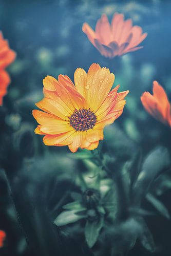 Close-up of tulips, lilies and roses in bokeh effect. Stylish atmosphere full of beauty and melancholy.