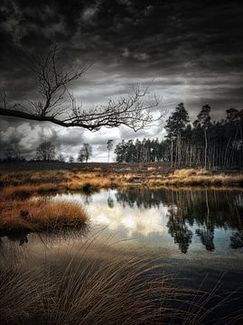 Reflection van Novygrafie