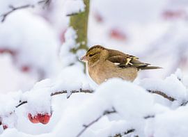 Gros plan sur une femelle de Pinson des arbres dans le Schee sur ManfredFotos