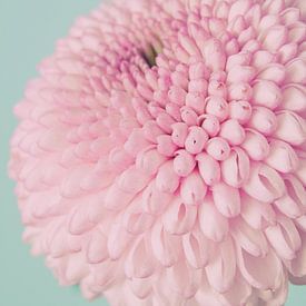 Close up Dahlia in pastel shades by Natascha Teubl