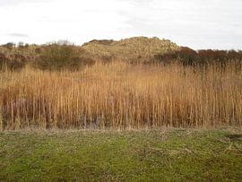 Duinen met riet von Sigune italiaanser