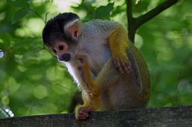 doodshoofdaapje von Jeroen van Deel