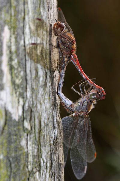 Libellen bilden ein Paarungsrad von Anne Ponsen