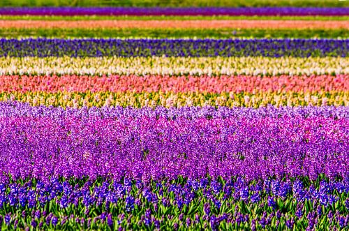 Hyazinthen-Extravaganza von Frans Blok - Fotos, Kunst und weitere Wanddekoration