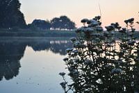 Flowers at a beautiful sunrise