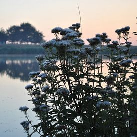 Flowers at a beautiful sunrise by Cynthia Jansen