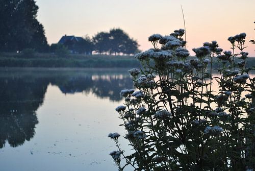 Bloemen bij een mooie zonsopkomst