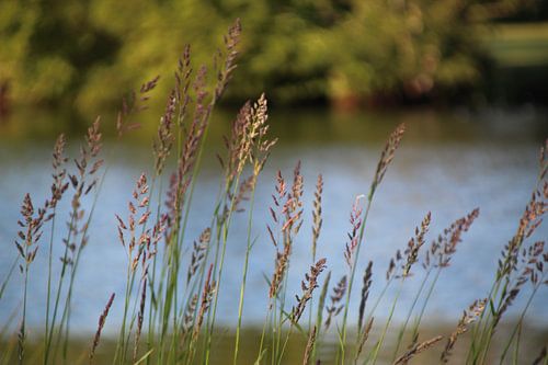 Grass