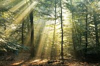 Forest in gold ll