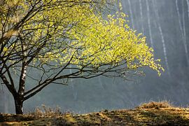 Spring by peter reinders