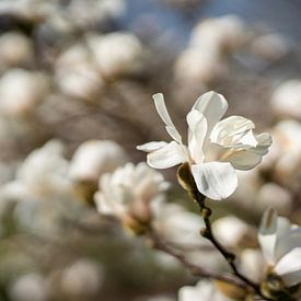 Magnolia Bloesem van Remke Maris