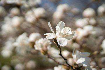 Magnolia Bloesem