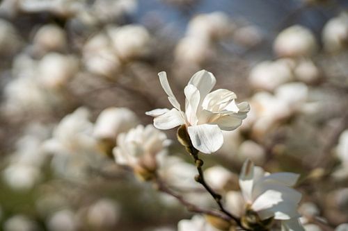 Magnolia Bloesem van Remke Maris