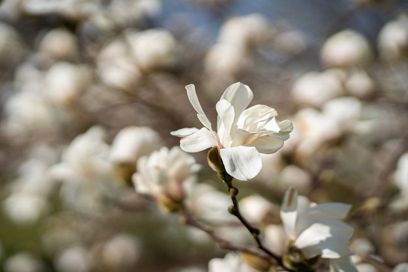 Magnolia Blossom by Remke Maris