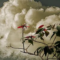 Fleurs et nuages
