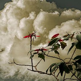 Blumen und Wolken