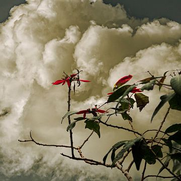 Bloemen en wolken van Peter Jongeling