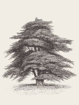 Cedar of Lebanon Tree Drawing by Apolo Prints