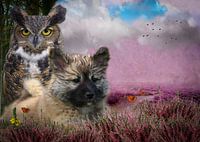 Dream photo Elska
