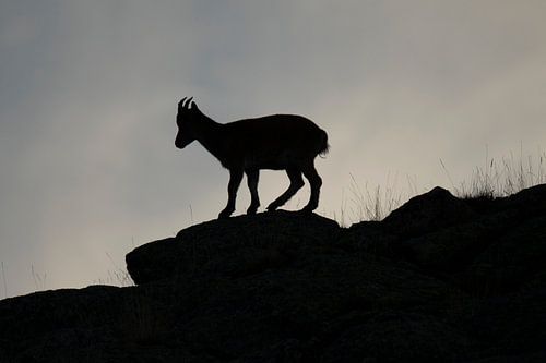 Steenbok loopt over bergrand. 