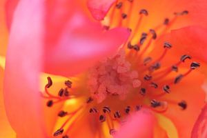 Macro opname meeldraden roos