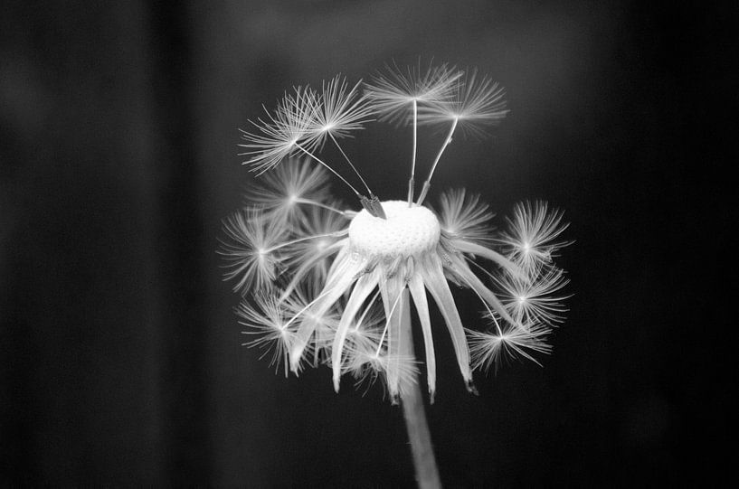 Taraxacum officinale 1 ( paardenbloem) by Diana Stijger