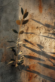 Olivenzweig Schatten auf Betonwand von Danny van Eldik