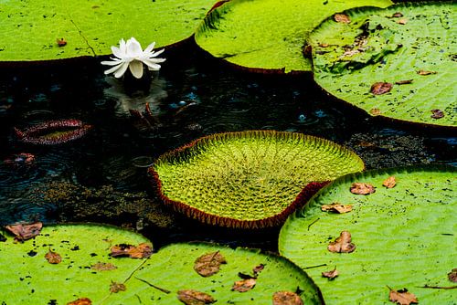 Tropische Lotus in de Amazone