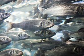 School vissen van Capture the Light