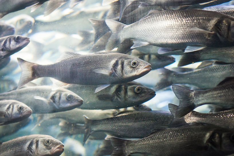 School vissen by Capture the Light