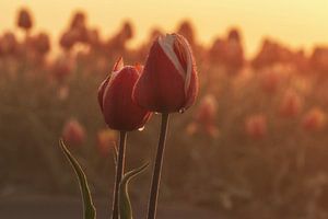 Tulpen bei Sonnenaufgang