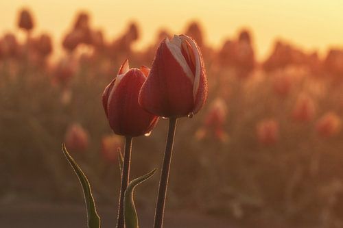 Tulpen bij zonsopkomst