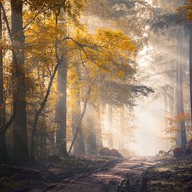 Zonnestralen en herfstkleuren in het mistige Speulderbos van Rob Visser