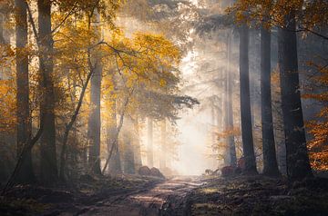 Sunbeams and autumn colors in the misty Speulderbos by Rob Visser