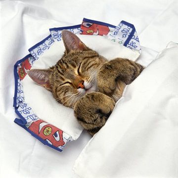 Kleine Katze schläft im Bett auf einem Kissen von Frans Rombout