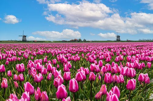 Tulpenveld bij Schermerhorn