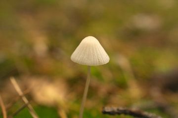 Delicate paddenstoelen filigraan op de bosgrond van Martin Köbsch