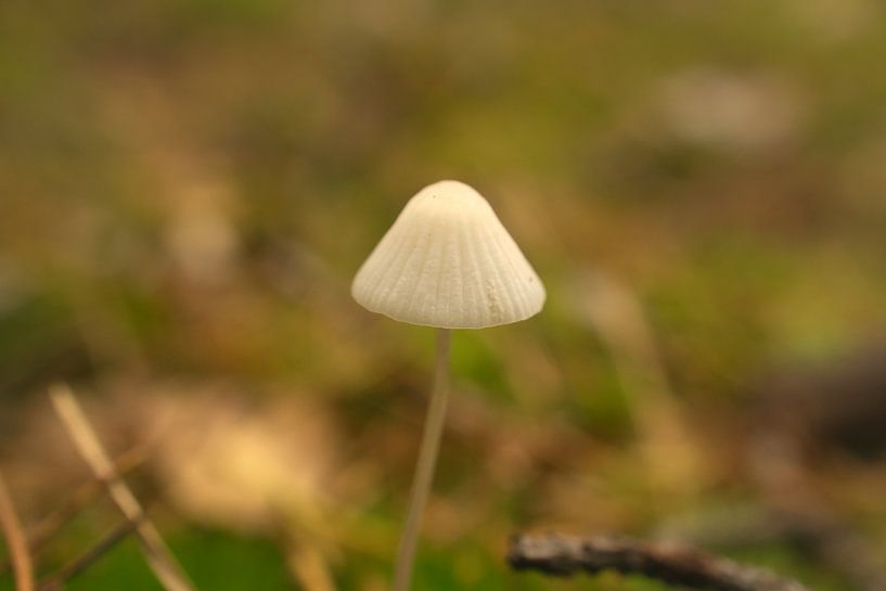 Delicate mushrooms filigree on the forest floor by Martin Köbsch
