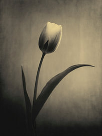 Tulpe im sanften Licht Nr. 12 von Studio Silver & Sepia