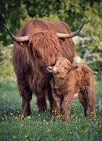 Schotse hooglander met kalf