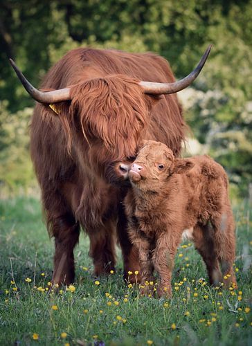 Scottish Highlander with calf