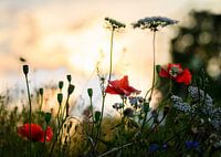 Poppies in the Golden Evening Light