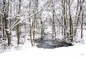 Forêt d'hiver avec ruisseau