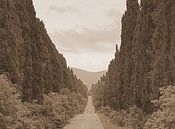 De cipressen van Bolgheri in Italië van Elfriede de Jonge Boeree thumbnail