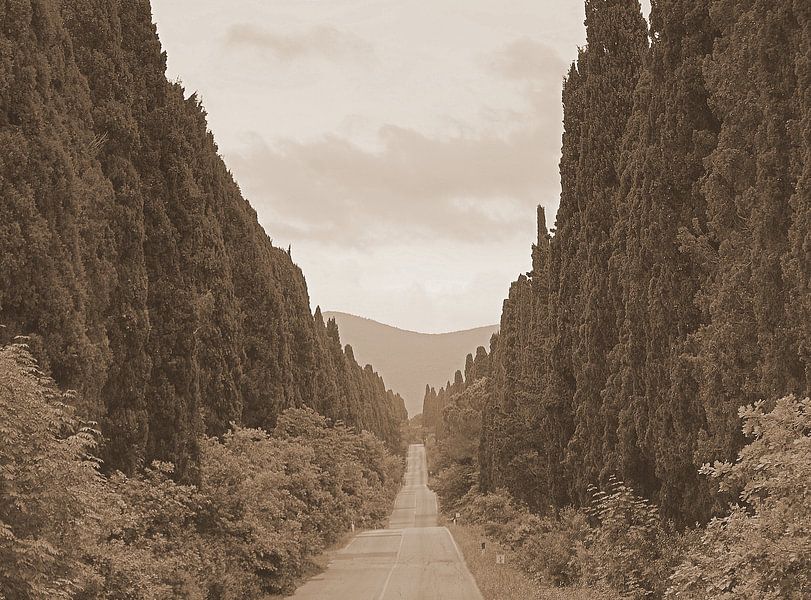 De cipressen van Bolgheri in Italië van Elfriede de Jonge Boeree