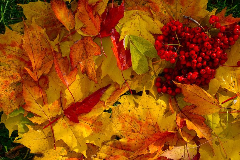 Autumn foliage in the garden by Claude Laprise