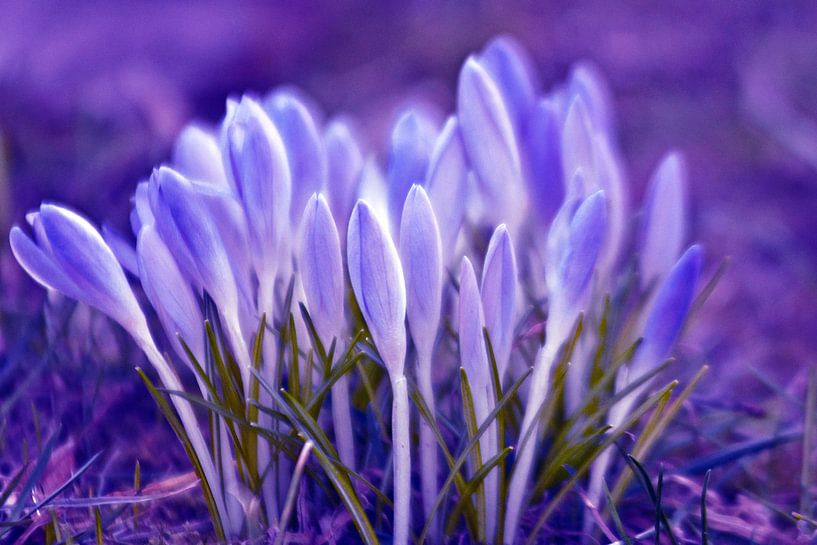 Ultra-Violette Frühlings-Poesie von Silva Wischeropp