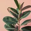 Ficus Elastica in Zacht Roze Licht van Lauren Wilde